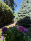 For sale:  home - Лісова str., 3, Gora village (10731-049) | Dom2000.com #79041345