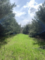For sale:  land - Yasnogorodka village (10732-059) | Dom2000.com #79045936