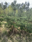 For sale:  land - Yasnogorodka village (10732-059) | Dom2000.com #79045941