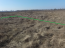 For sale:  land - Pogrebi village (10600-092) | Dom2000.com #77761508