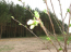 For sale:  land - Fasivochka village (10639-211) | Dom2000.com #77862079