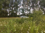 For sale:  land - Semipolki village (10494-275) | Dom2000.com #75895056