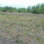 Продам земельну ділянку - с. Бондарня (5049-422) | Dom2000.com #32466513