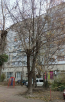 Продам 1-кімнатну квартиру - вул. Леваневського, 47.1, м. Біла Церква (10344-721) | Dom2000.com #74241343