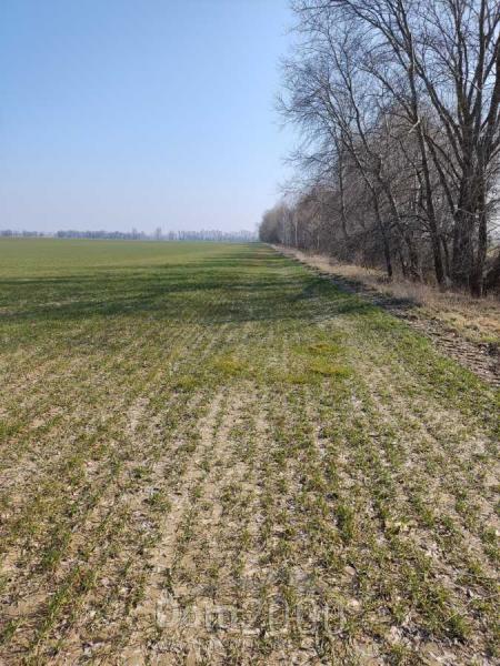 Продам земельну ділянку - с. Вороньків (10731-754) | Dom2000.com