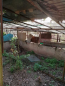 For sale:  home - Сухий яр, Bila Tserkva city (10730-764) | Dom2000.com #79039753