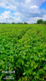 For sale:  land - Bila Tserkva city (10669-850) | Dom2000.com #78164238