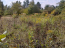 For sale:  land - Lipoviy Skitok village (10681-954) | Dom2000.com #78283728