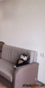For sale:  1-room apartment - Березняковская str., Dniprovskiy (10120-003) | Dom2000.com #71679794