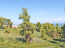 For sale:  home - Kassandra (4120-020) | Dom2000.com #24548223