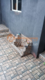 For sale:  home - улица Фонтанная, Herson city (10131-029) | Dom2000.com #71793405