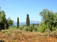 For sale:  land - Kerkyra (Corfu island) (4119-032) | Dom2000.com #24539638