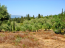 For sale:  land - Kerkyra (Corfu island) (4119-032) | Dom2000.com #24539639