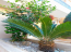 For sale:  home - Cyprus (5586-033) | Dom2000.com #36509300