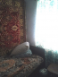 For sale:  home - Богуна Николая Пер., 103б, Slov'yansk city (9657-036) | Dom2000.com #67002449