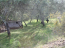 For sale:  land - Kerkyra (Corfu island) (4118-040) | Dom2000.com #24529317