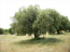 For sale:  land - Chalkidiki (4115-057) | Dom2000.com #24496433