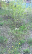 For sale:  land - Диамантовая улица, 48а str., Donetska oblast (9670-093) | Dom2000.com #67126531