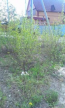 For sale:  land - Диамантовая улица, 48а str., Donetska oblast (9670-093) | Dom2000.com #67126532