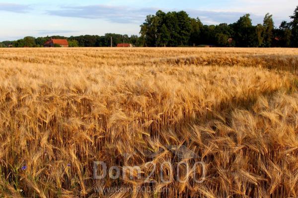 For sale:  shop - рп. Tyret 1-ya (10535-130) | Dom2000.com