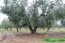 For sale:  land - Sithonia (4113-135) | Dom2000.com #24476705
