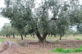 For sale:  land - Sithonia (4113-135) | Dom2000.com