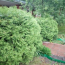 For sale:  home - ул. Озерная, Kiyivska oblast (5072-135) | Dom2000.com #42833534