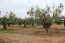 For sale:  land - Sithonia (4113-137) | Dom2000.com #24476707
