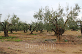 For sale:  land - Sithonia (4113-137) | Dom2000.com