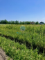 For sale:  land - Международный бульвар str., Russia (10199-141) | Dom2000.com #72539400