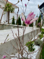 For sale:  home - Дачная ул., Ovidiopolskiy rayon (9798-177) | Dom2000.com #68324616