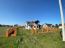 For sale:  home - Сонячна д.8, Liplyani village (9800-189) | Dom2000.com #68343490