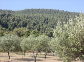 For sale:  land - Sithonia (4120-191) | Dom2000.com