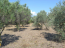 For sale:  land - Athos (4116-192) | Dom2000.com #24509511