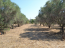 For sale:  land - Athos (4116-192) | Dom2000.com #24509512