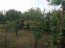 For sale:  home - улица Титова, Herson city (9887-211) | Dom2000.com #69282039