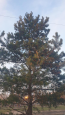 For sale:  home - Irkutsk city (10450-212) | Dom2000.com #75394411