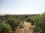 For sale:  land - Iraklion (crete) (4116-236) | Dom2000.com #24509935