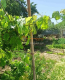 For sale:  home - переулок Полтавский str., Herson city (9703-249) | Dom2000.com #71325430