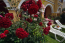 For sale hotel/resort - Kerkyra (Corfu island) (4118-259) | Dom2000.com #24531689
