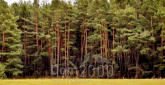 For sale:  land - ПГТ Новогуйвенское, Bohunskyi (10172-285) | Dom2000.com