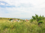 For sale:  land - Athos (5040-325) | Dom2000.com #32399639