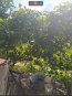 Продам дом - ул. Садовое товарищество Тюльпан, пгт. Высокий (9717-325) | Dom2000.com #68727501