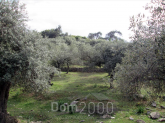 Продам земельну ділянку - Тасос (4118-326) | Dom2000.com