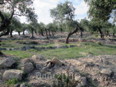 For sale:  land - Thasos (4118-330) | Dom2000.com