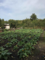 For sale:  home - Андреевская str., Kirovograd city (9800-330) | Dom2000.com #68344850