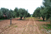 For sale:  land - Kassandra (4113-338) | Dom2000.com