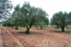 For sale:  land - Kassandra (4113-338) | Dom2000.com #24478652