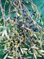 For sale:  land - Kerkyra (Corfu island) (7239-364) | Dom2000.com #50583958