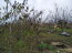 For sale:  land - Переулок Черничный 294 str., Ovidiopolskiy rayon (9800-400) | Dom2000.com #68542097